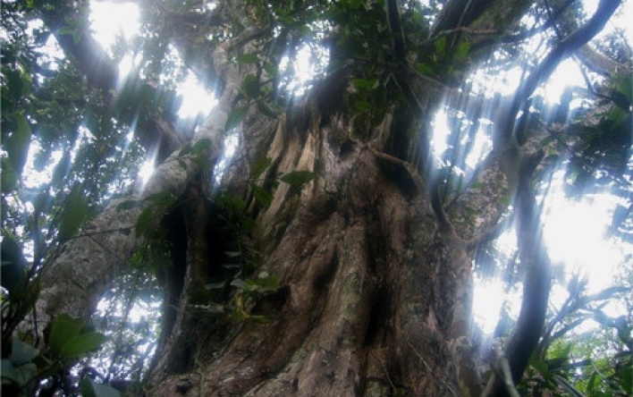 The value of biodiversity in the Phong Nha - Ke...